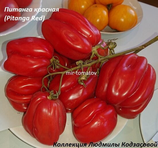 Питанга красная